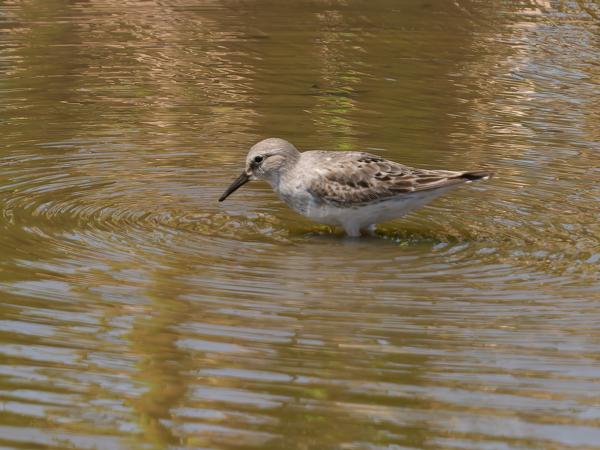 Bonapartes strandloper (Calidris fuscicollis)